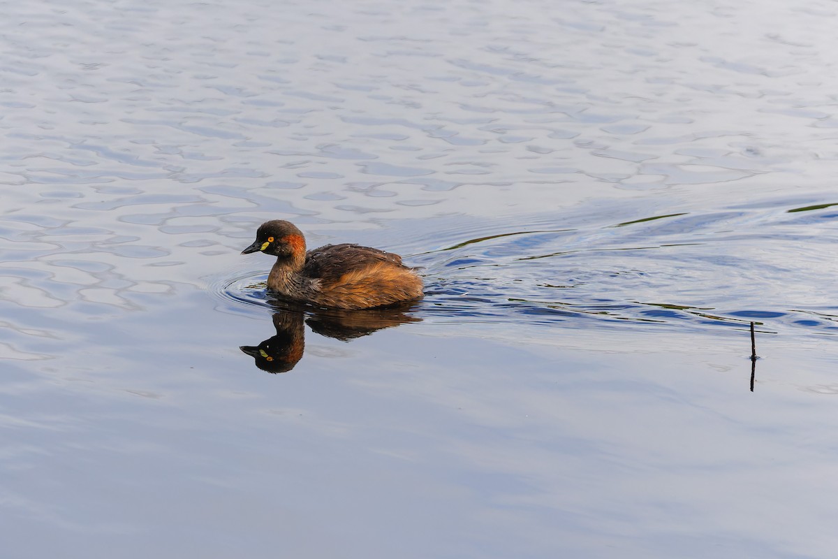 Australasian Grebe - ML644512523