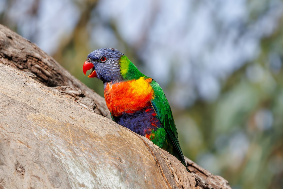Rainbow Lorikeet - ML644512524