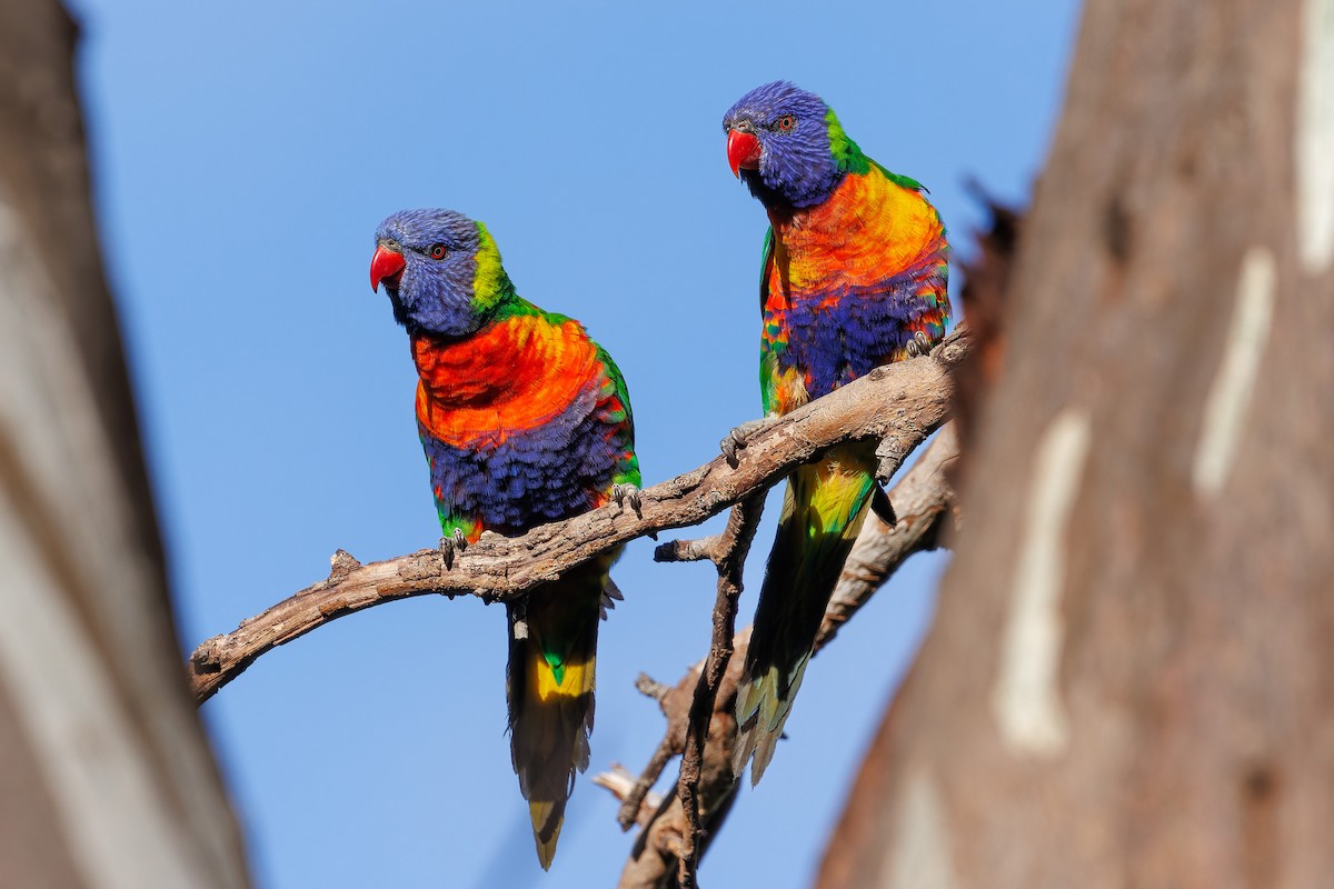 Rainbow Lorikeet - ML644512525