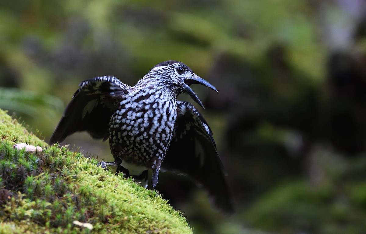 Northern Nutcracker - ML644512527