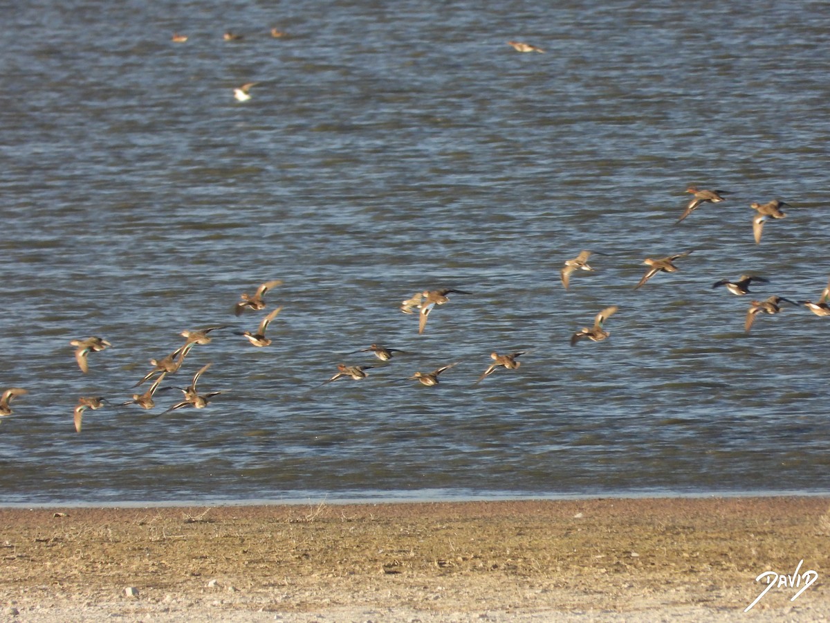 Green-winged Teal - ML644512528