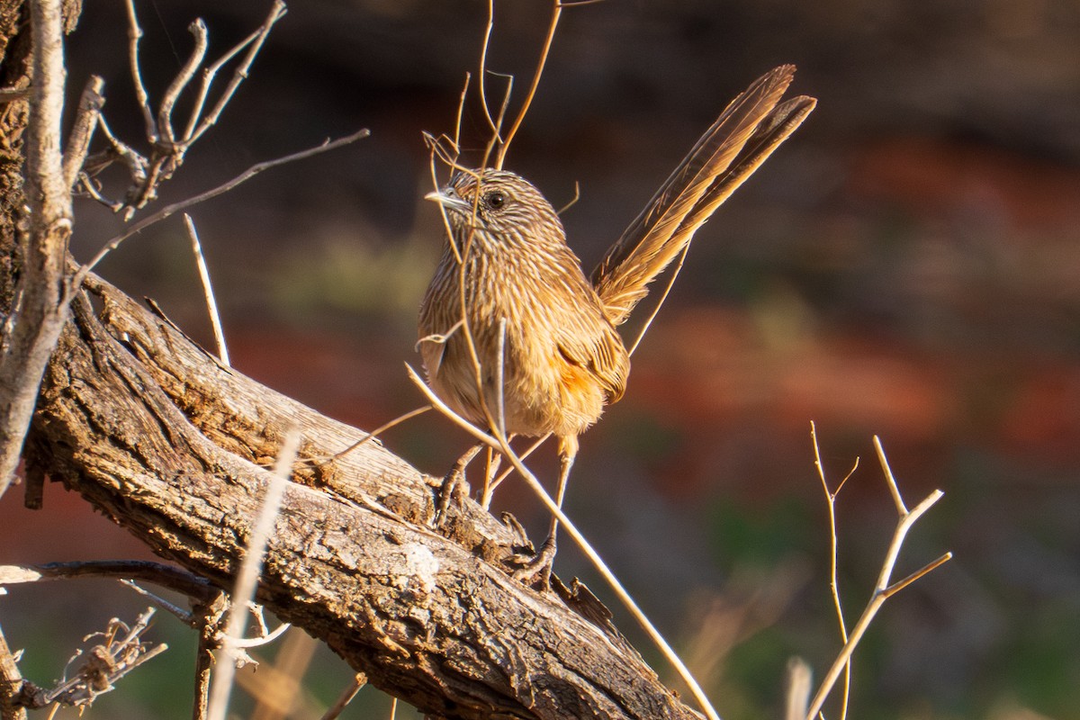 Western Grasswren - ML644512529