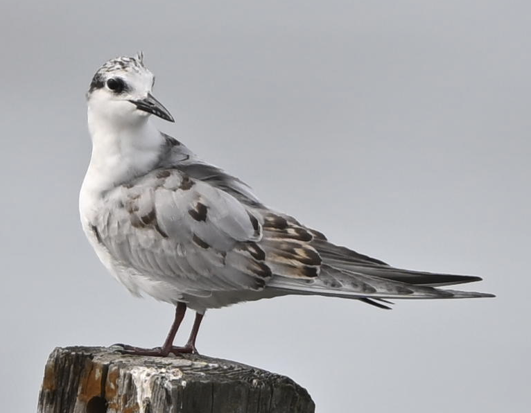 Whiskered Tern - ML644512530