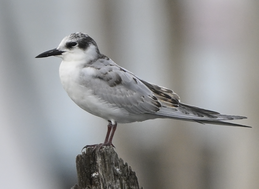 Whiskered Tern - ML644512531
