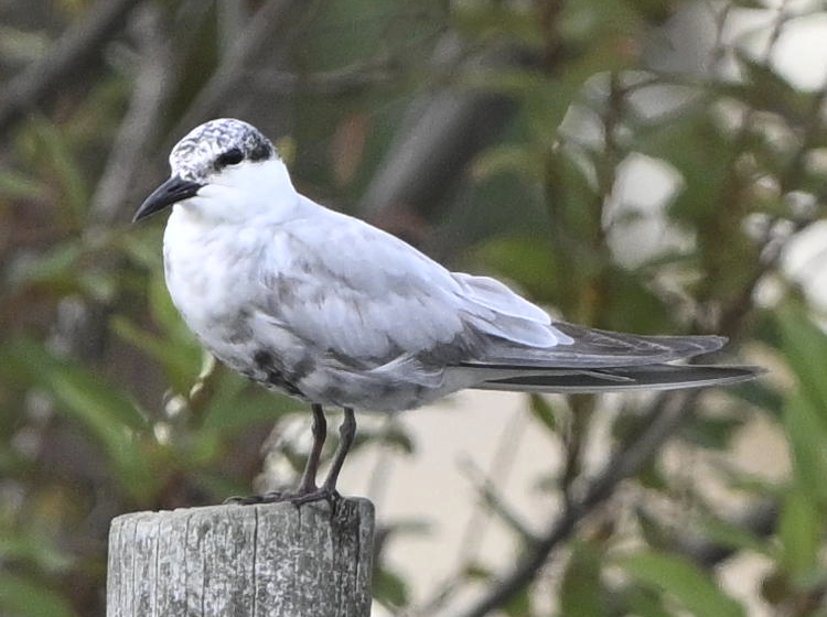 Whiskered Tern - ML644512532