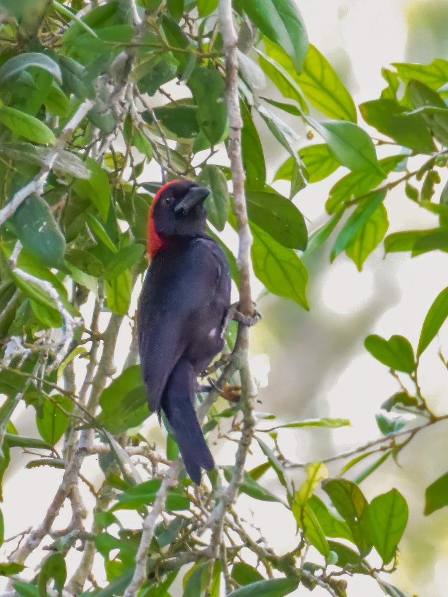 Red-headed Malimbe - ML644512533