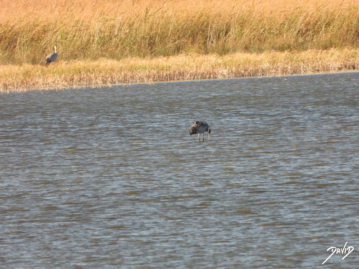 Common Crane - ML644512534