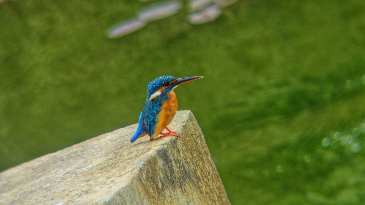 Martin arrantzalea - ML644512537