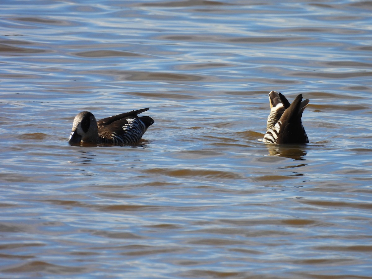 サザナミオオハシガモ - ML644512538
