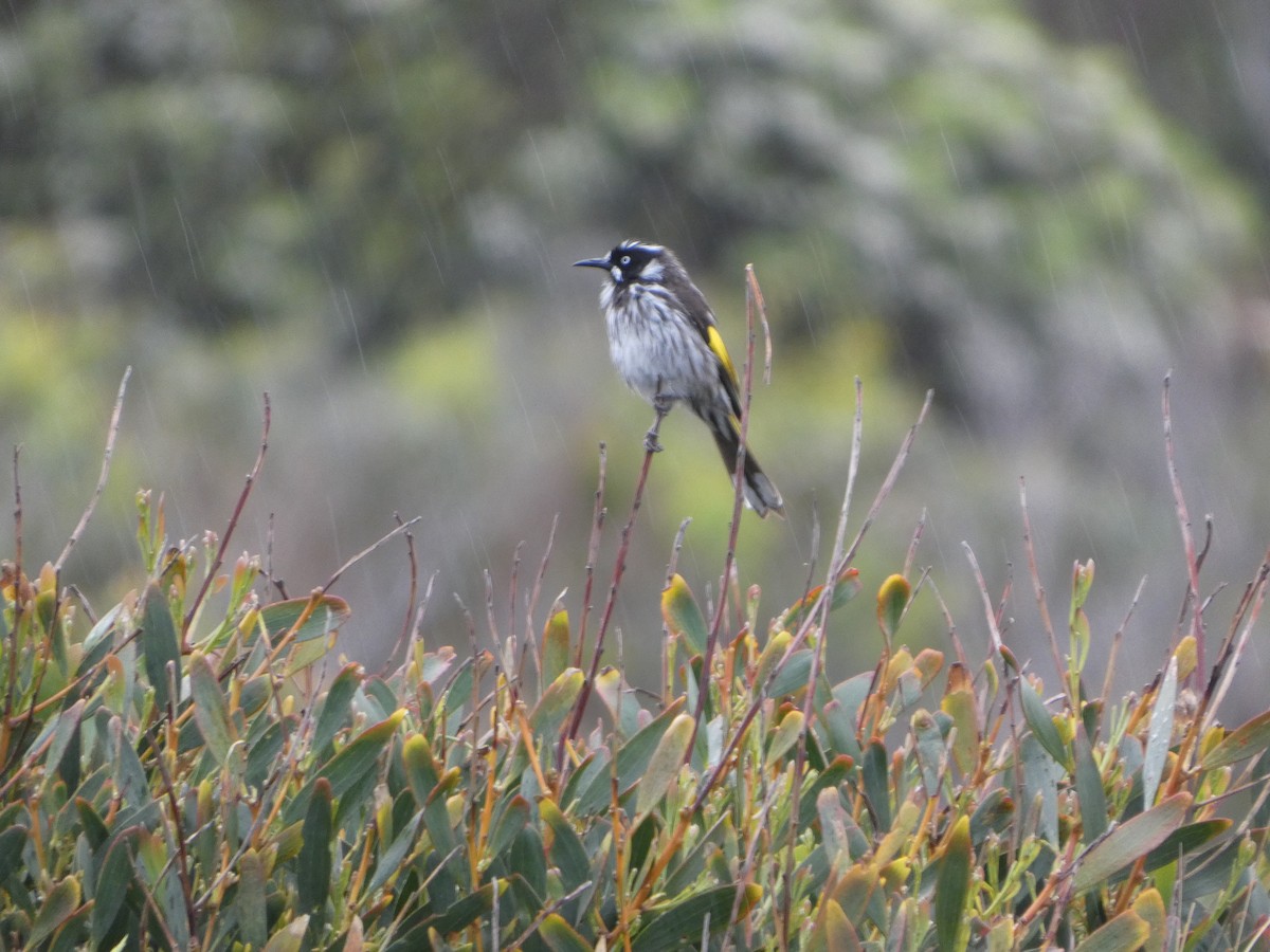 メジロキバネミツスイ - ML644512540