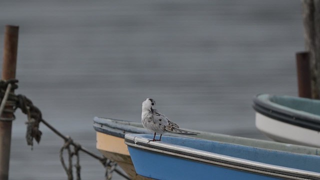 クロハラアジサシ - ML644512544