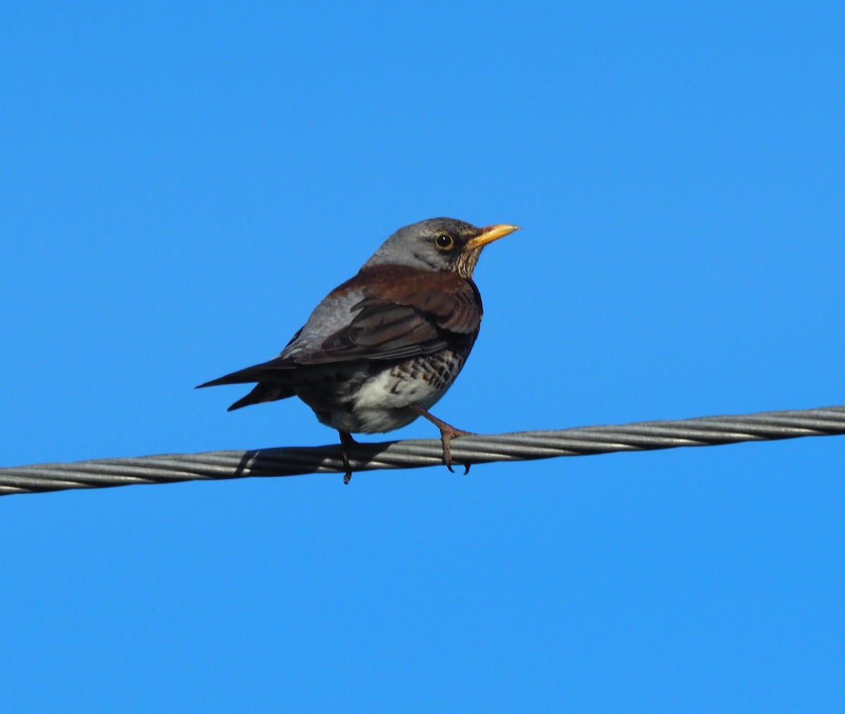 gråtrost - ML644512546