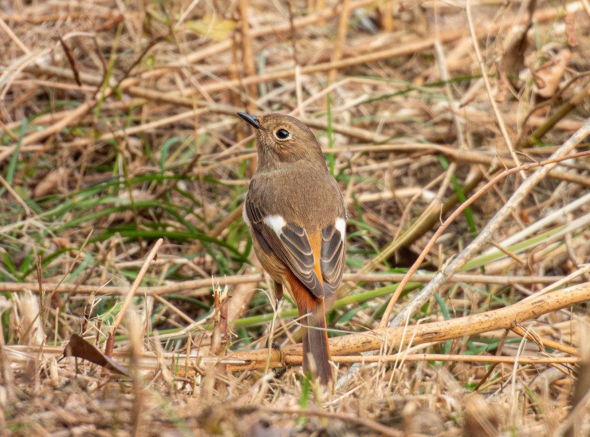 aurorarødstjert - ML644512547