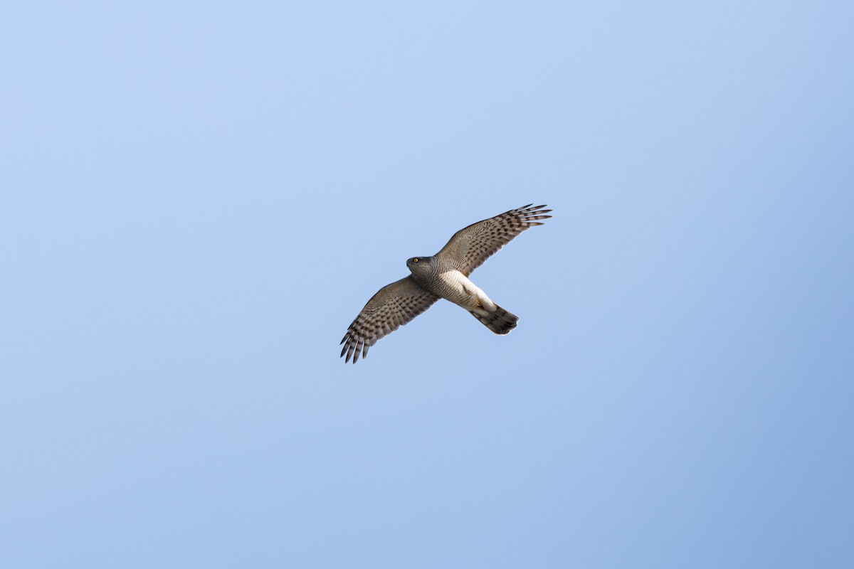 spurvehauk - ML644512548