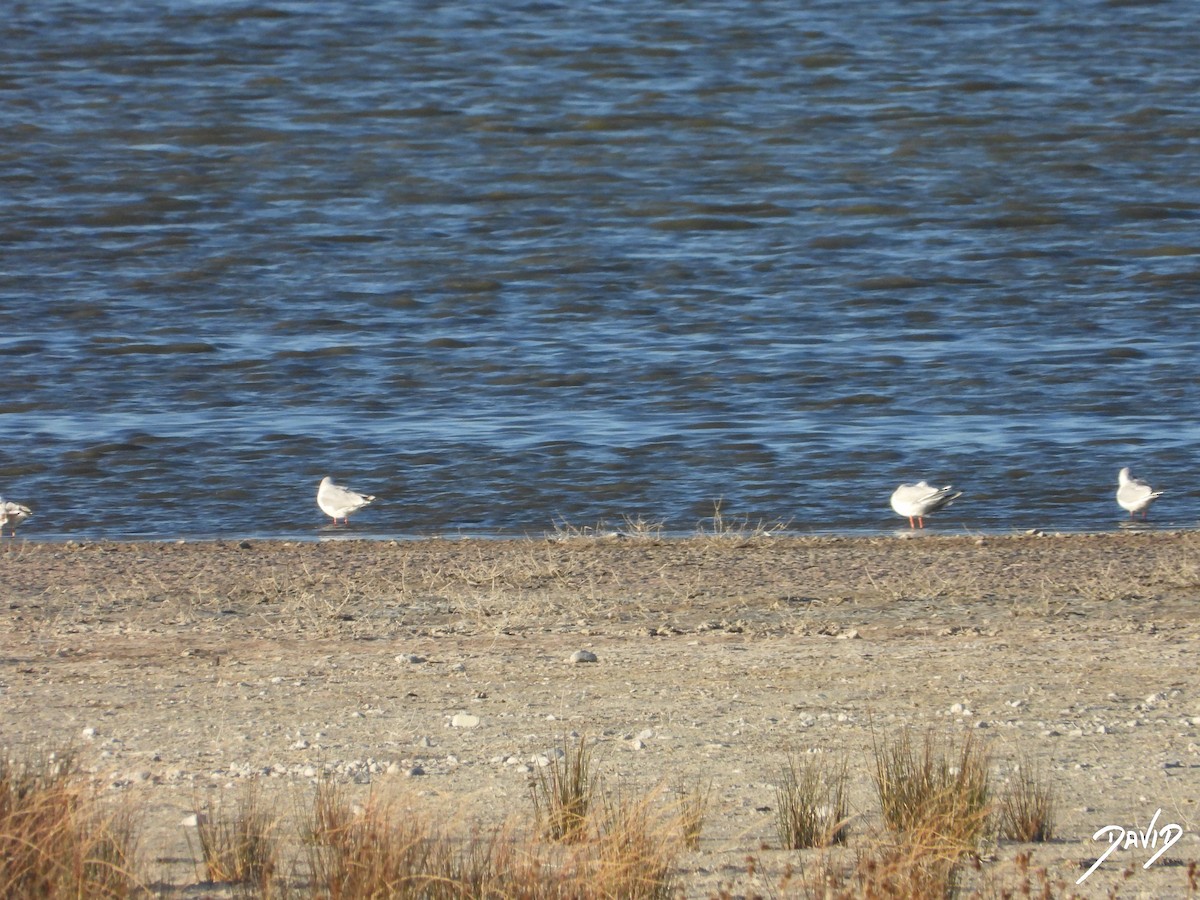 gravand - ML644512549