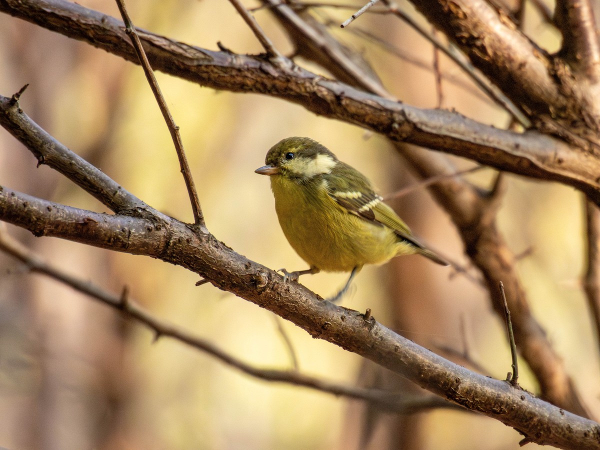 gulbukmeis - ML644512550