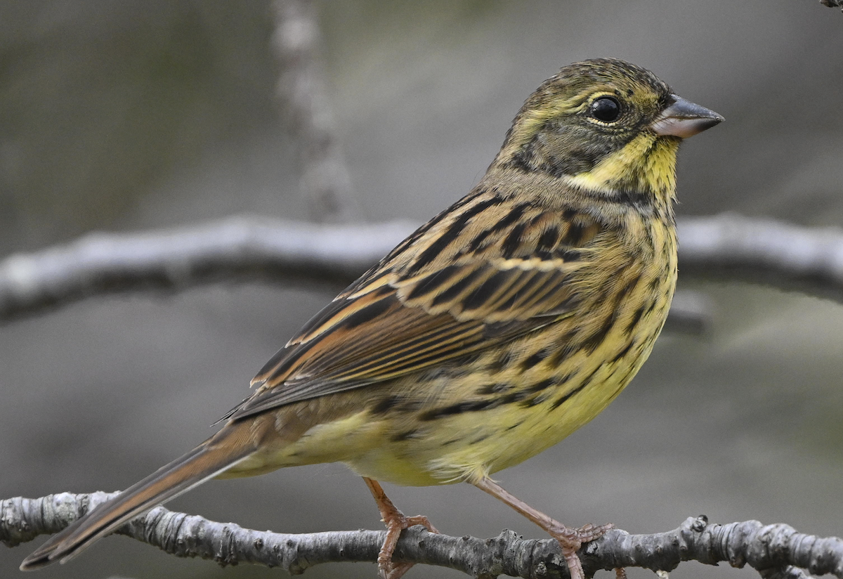 svartmaskespurv - ML644512551