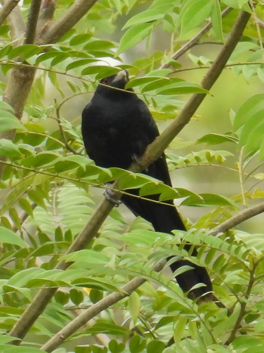 grønnebbkoel - ML644512553