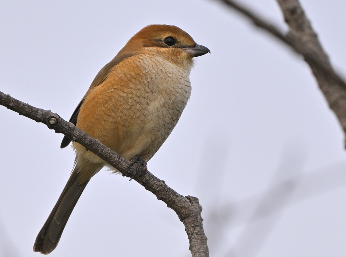 oksevarsler - ML644512554