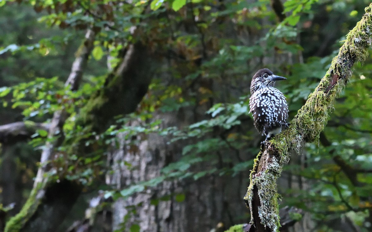 nøttekråke - ML644512555