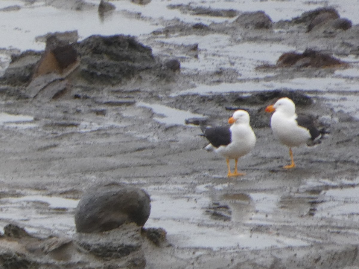 tykknebbmåke - ML644512556