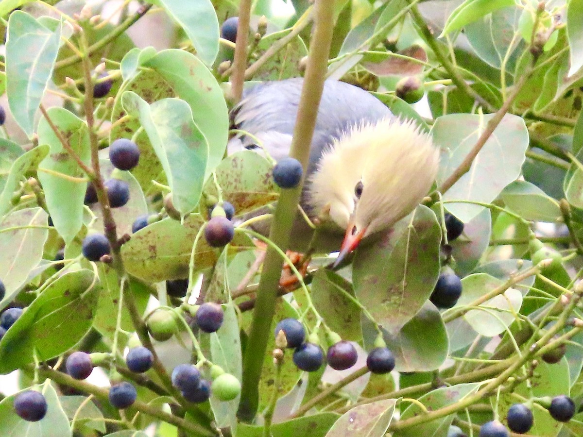 silkestær - ML644512557