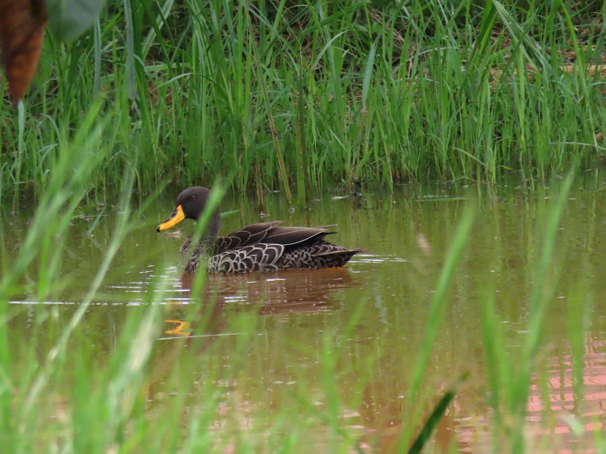 gulnebband - ML644512559