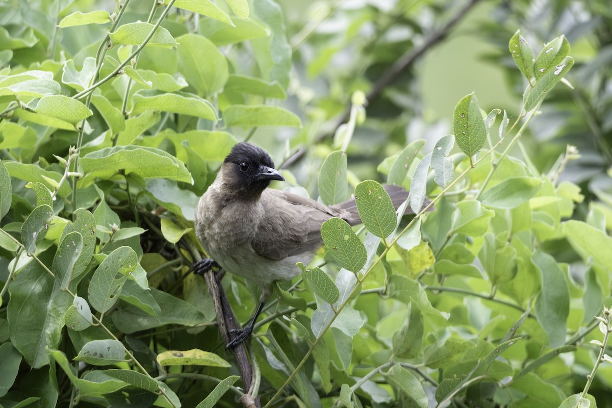 hagebylbyl - ML644512560