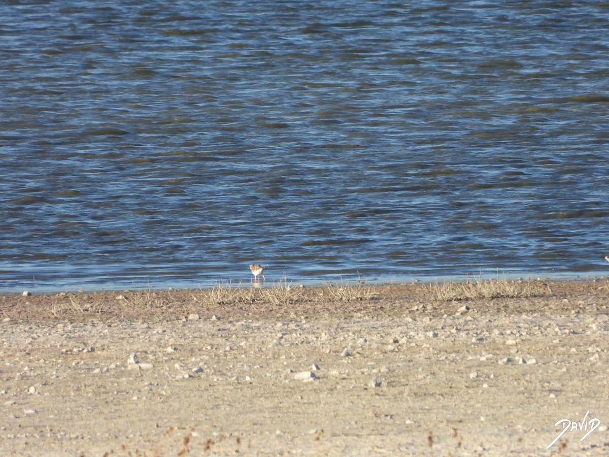 brushane - ML644512561