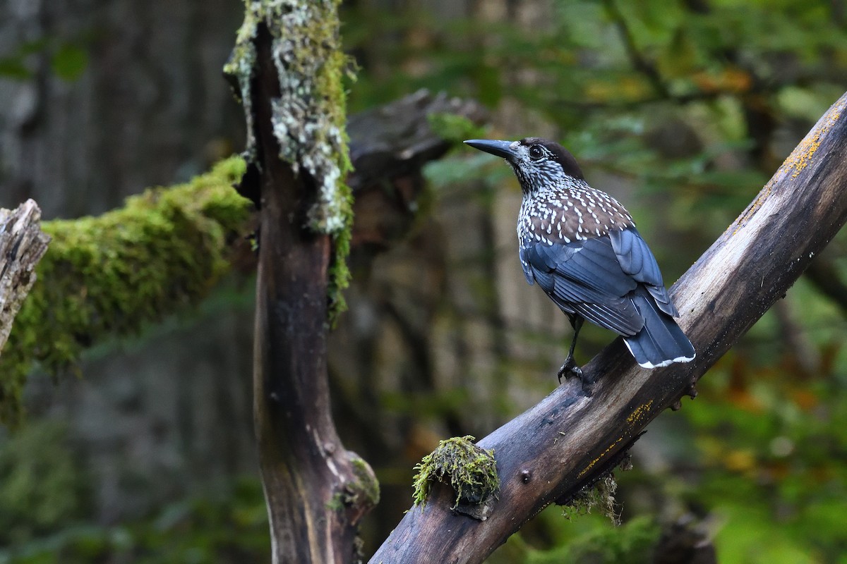 nøttekråke - ML644512562