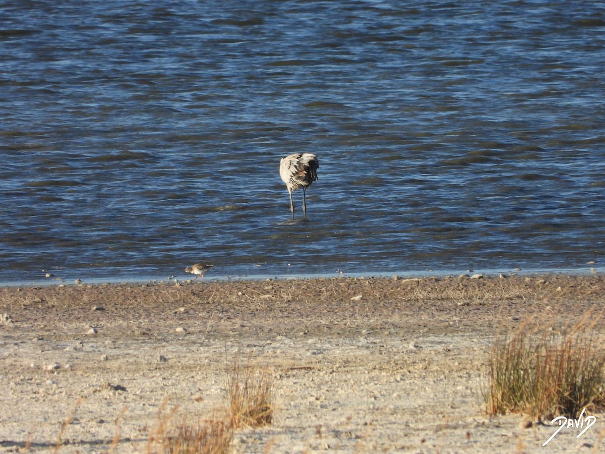 rosenflamingo - ML644512563