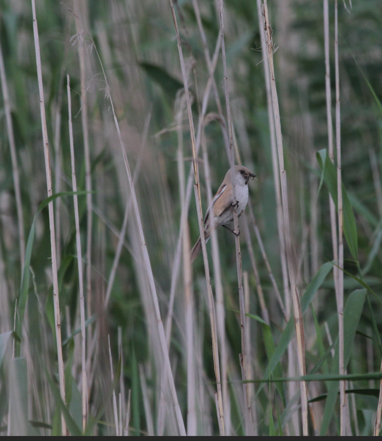 skjeggmeis - ML644512564