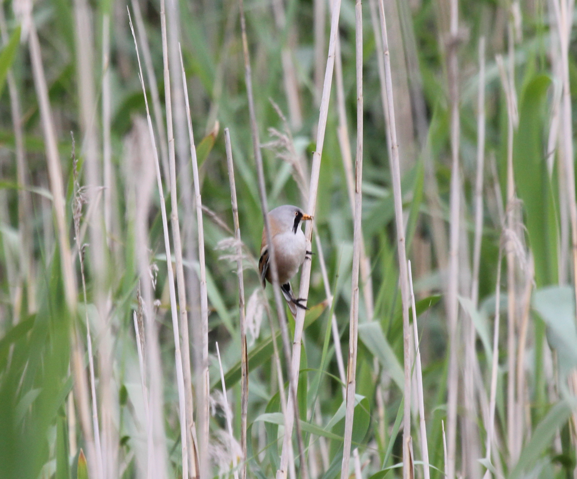 skjeggmeis - ML644512565