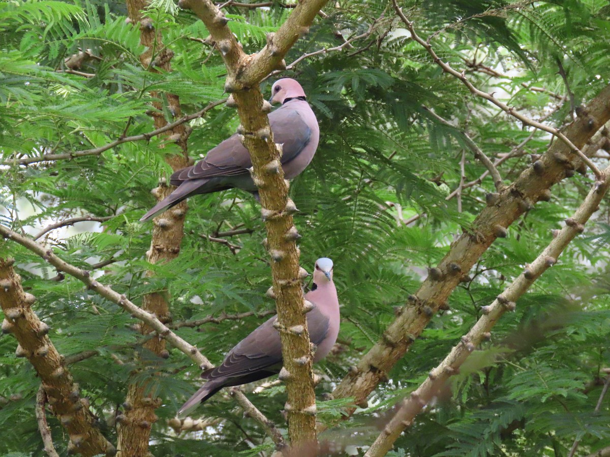 rødøyedue - ML644512566