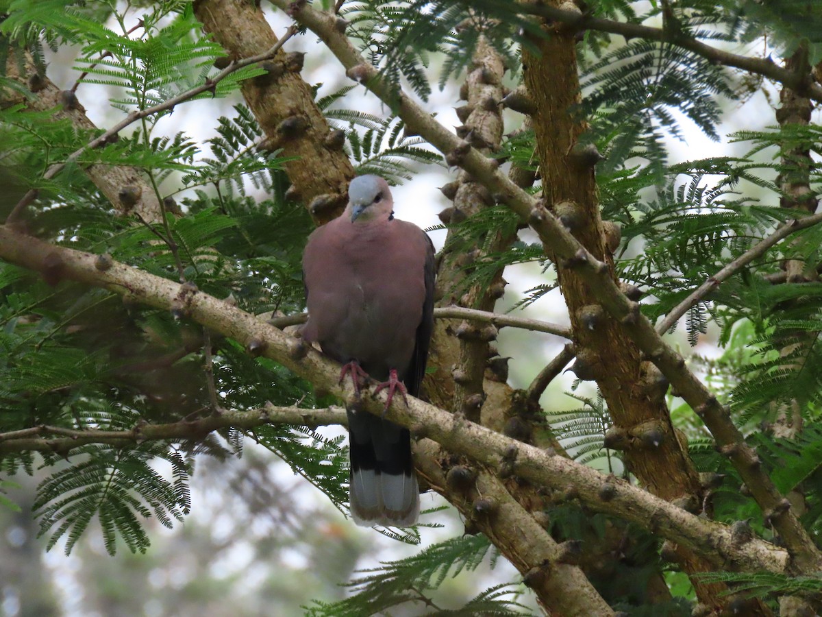 rødøyedue - ML644512568