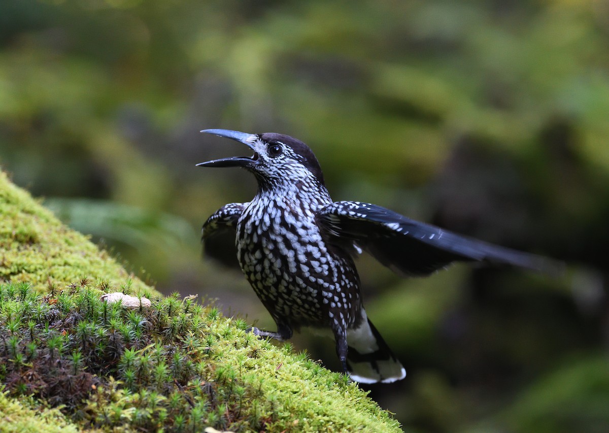 nøttekråke - ML644512569