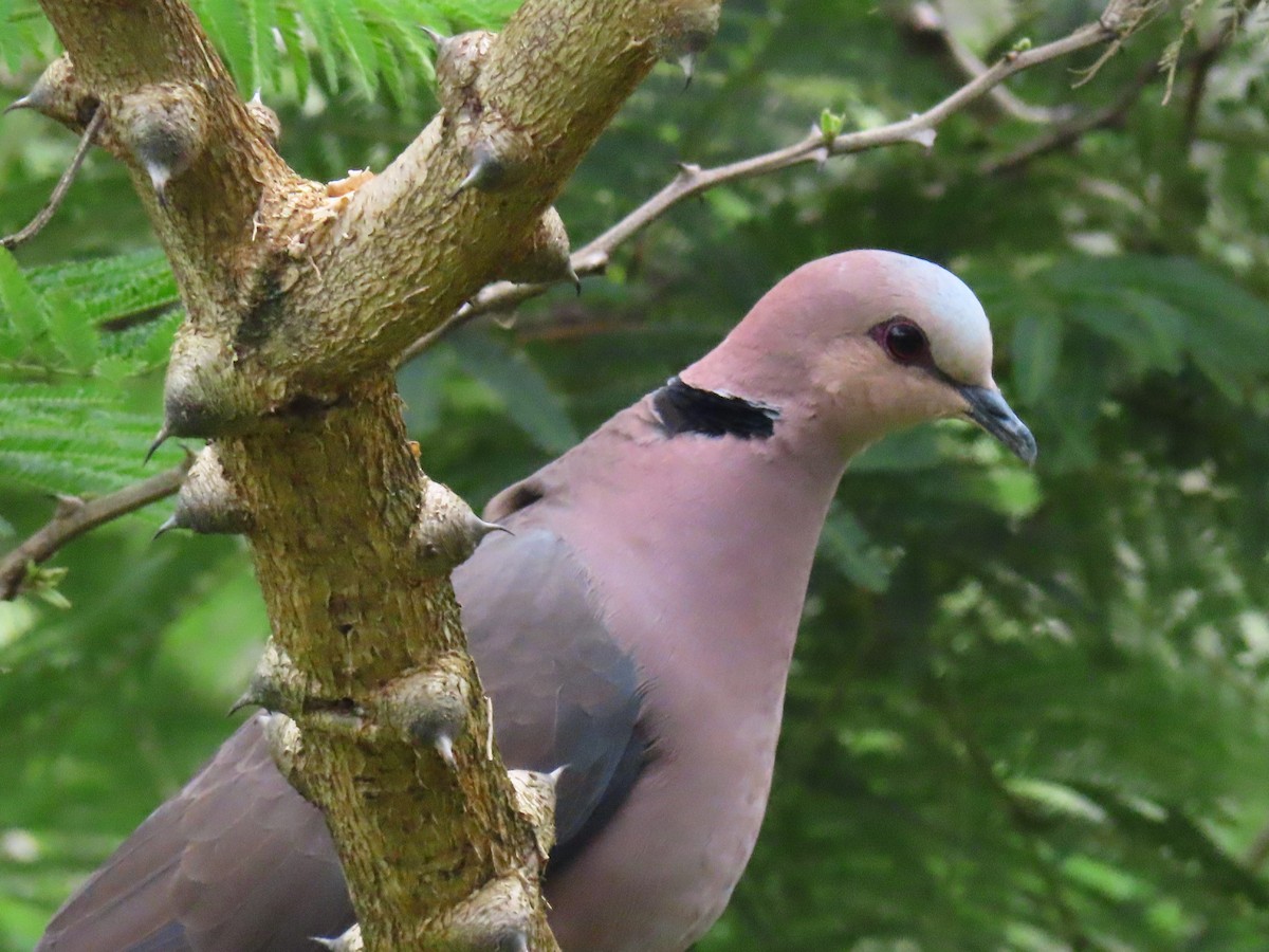 rødøyedue - ML644512570