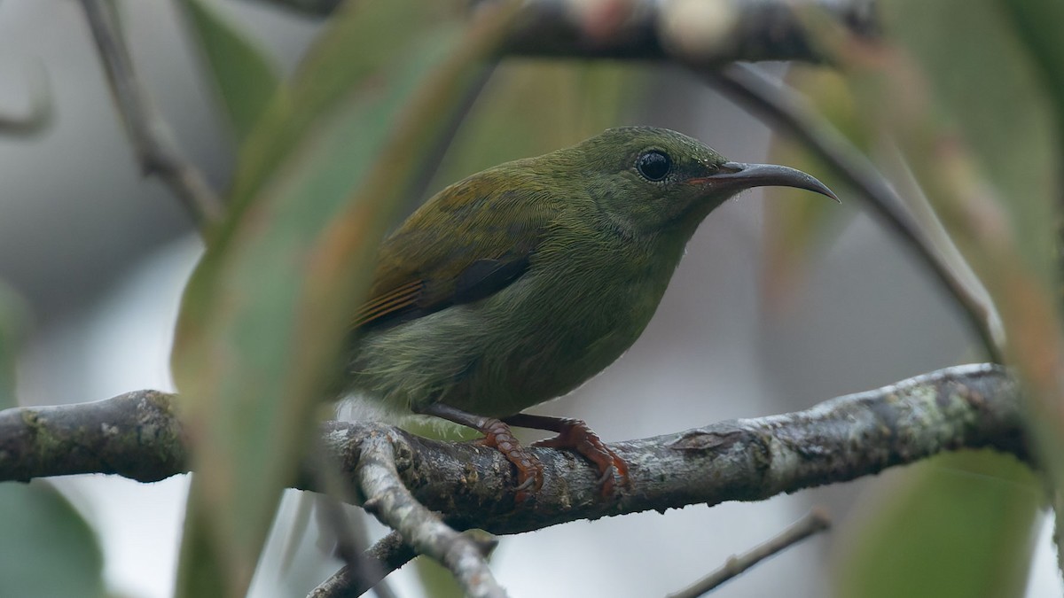 skarlagensolfugl - ML644512571