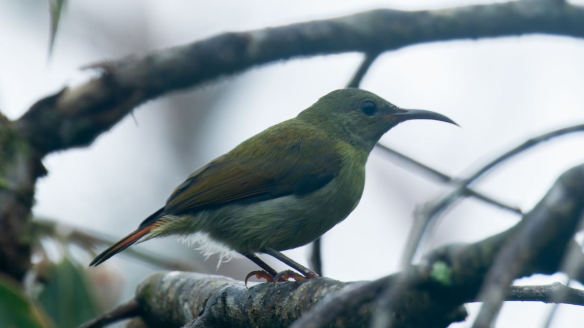 skarlagensolfugl - ML644512572