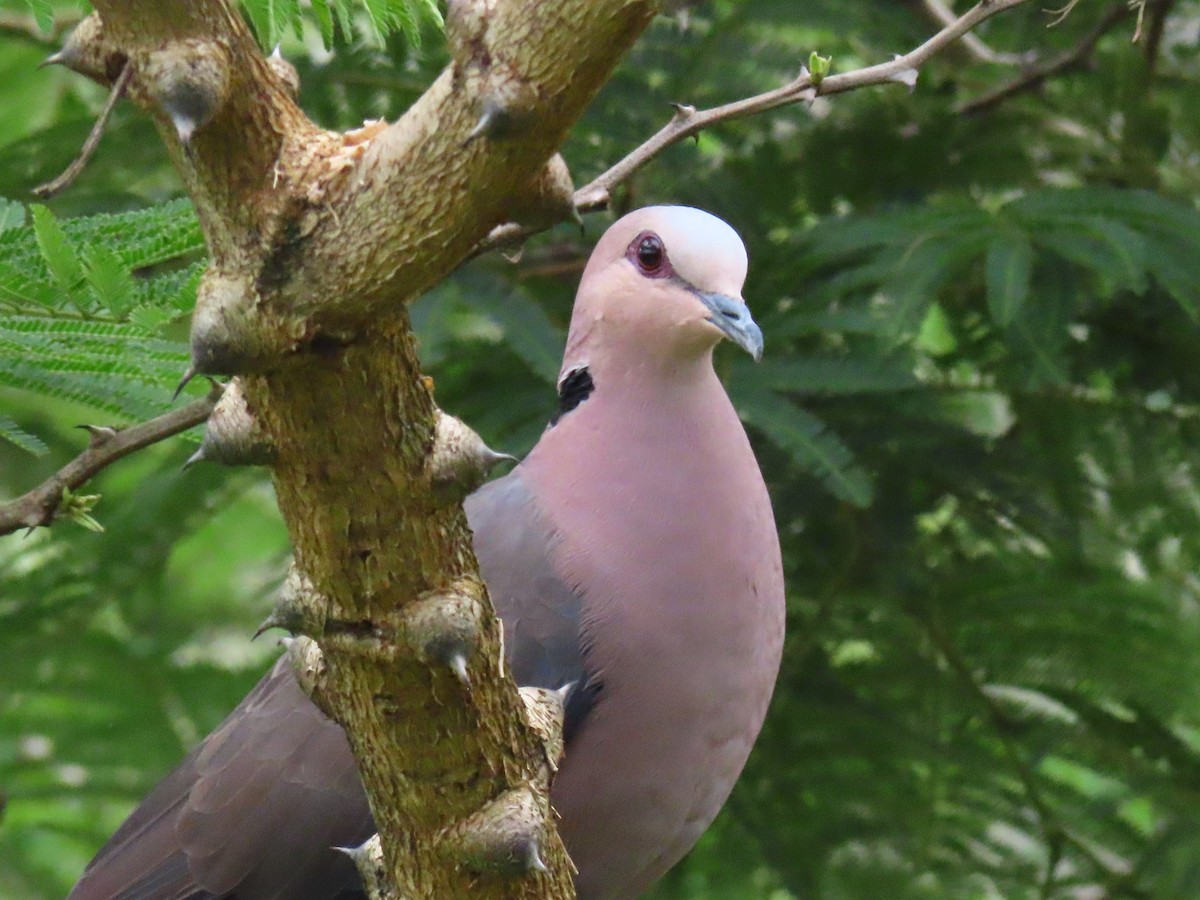 rødøyedue - ML644512573