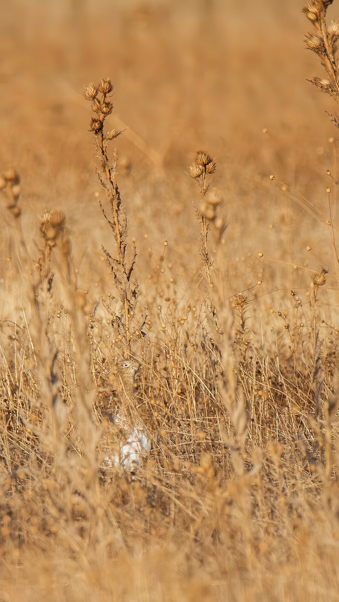 dvergtrappe - ML644512575