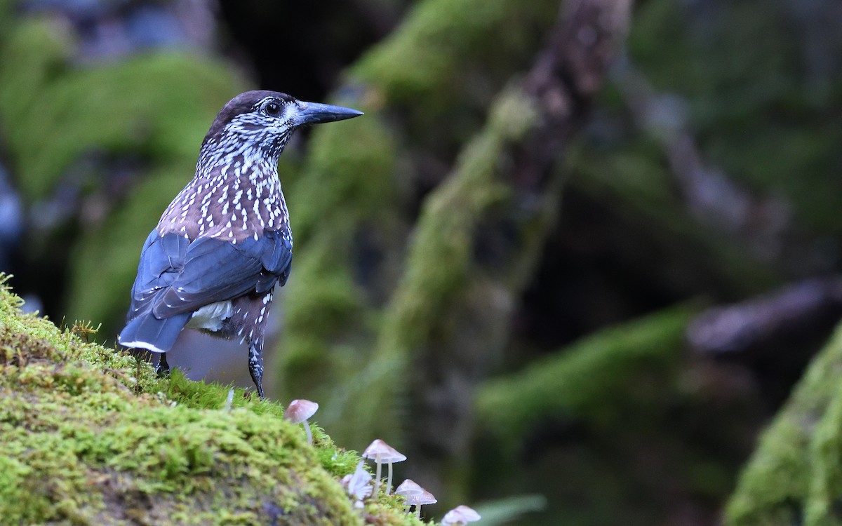 nøttekråke - ML644512581