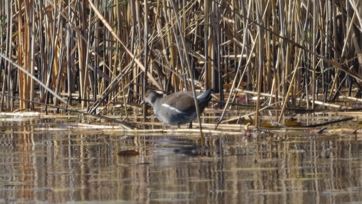 Common Gallinule - ML644512582