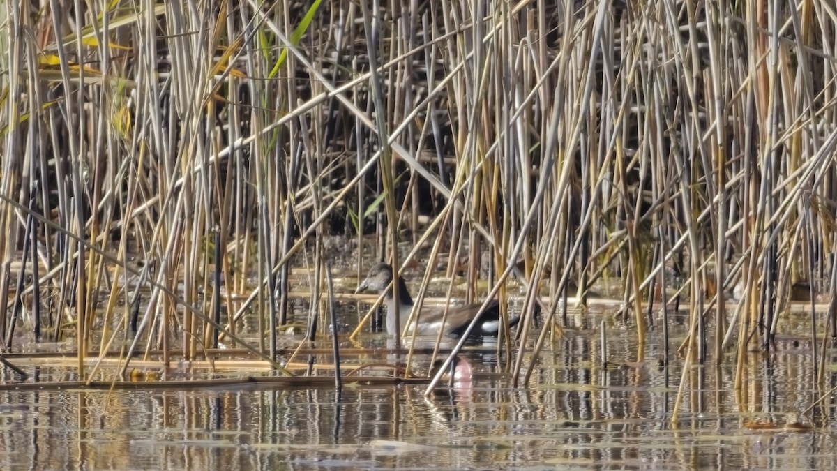 Common Gallinule - ML644512583
