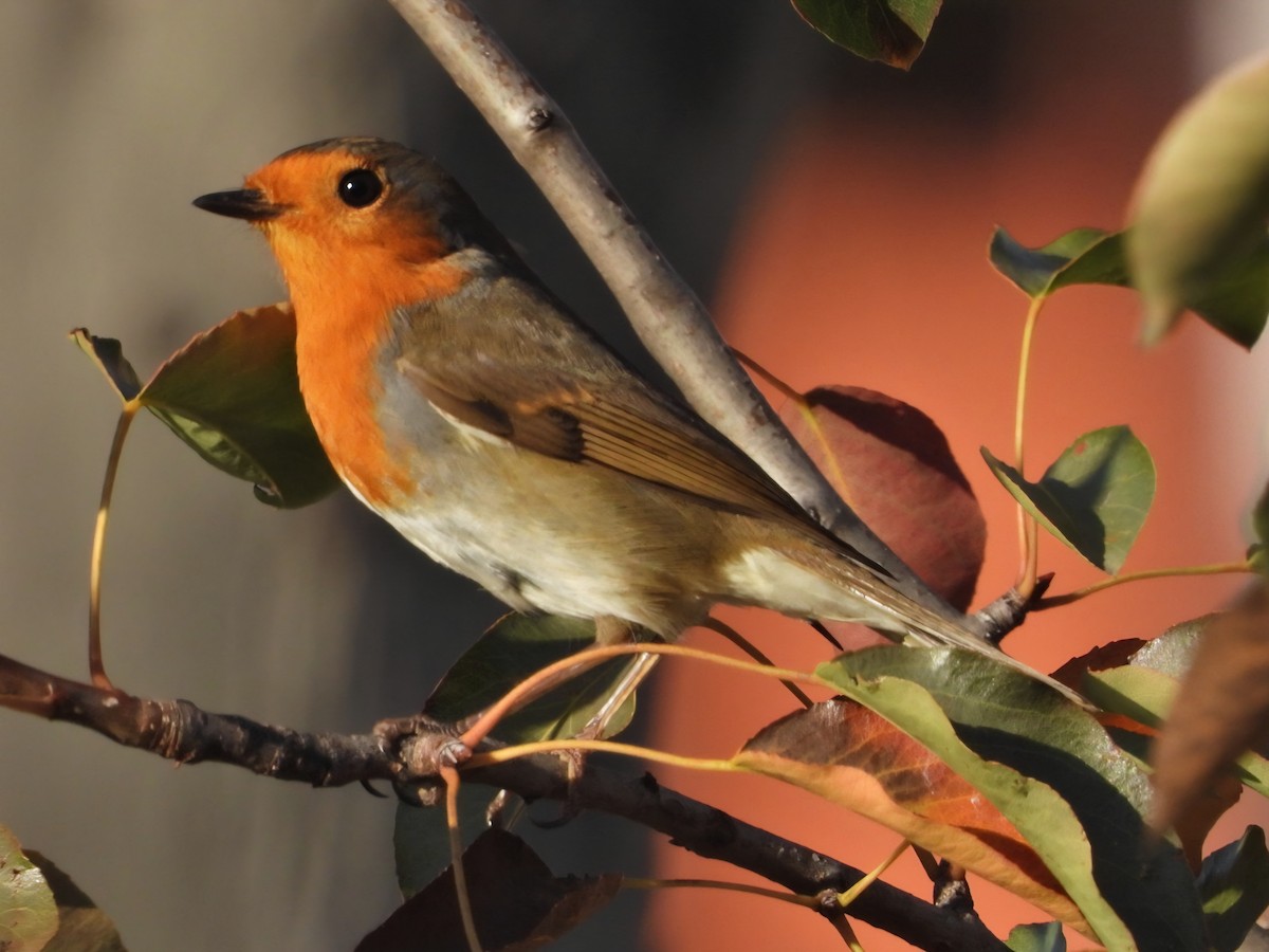 rødstrupe - ML644512584