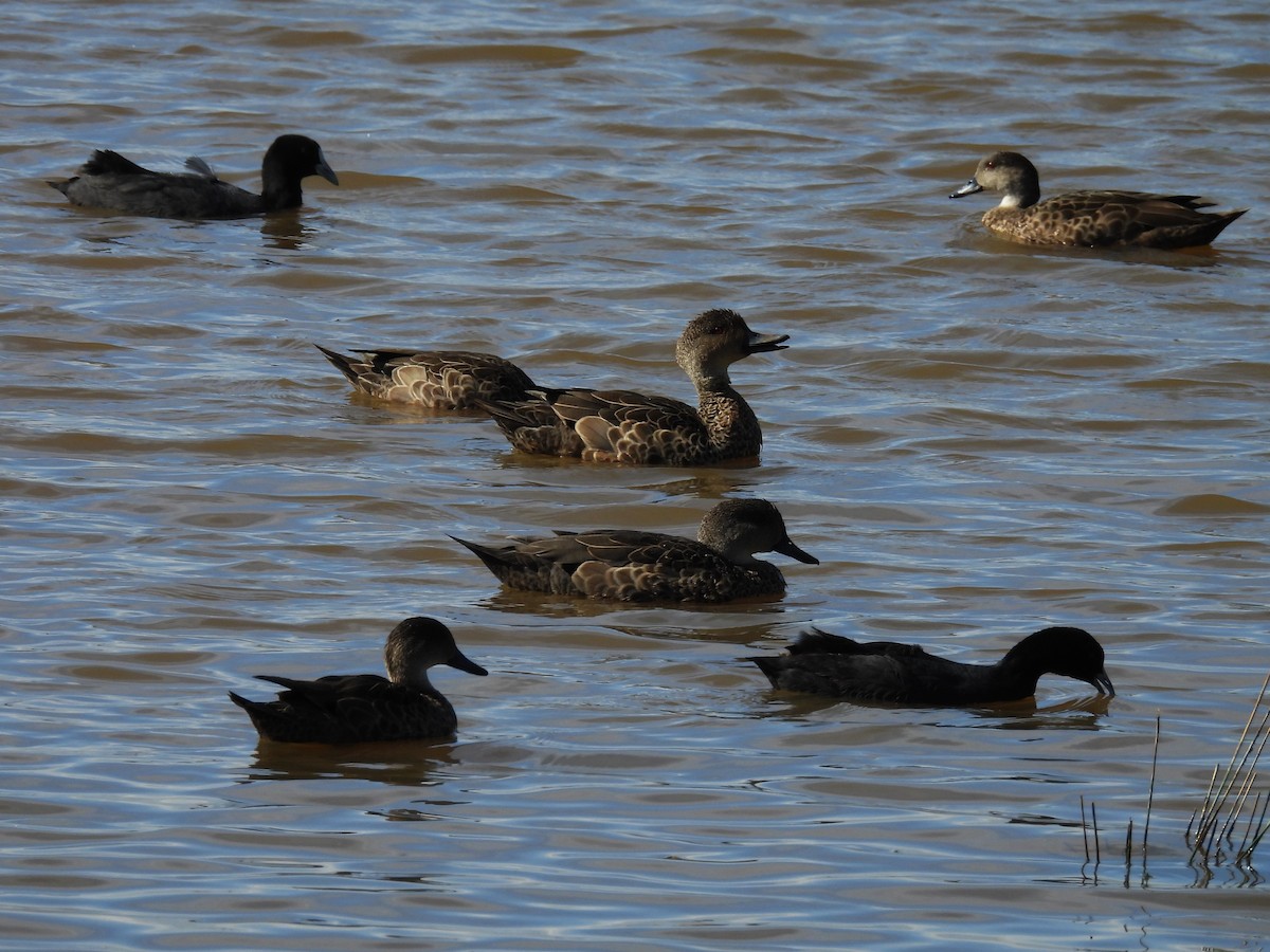 kastanjeand - ML644512585