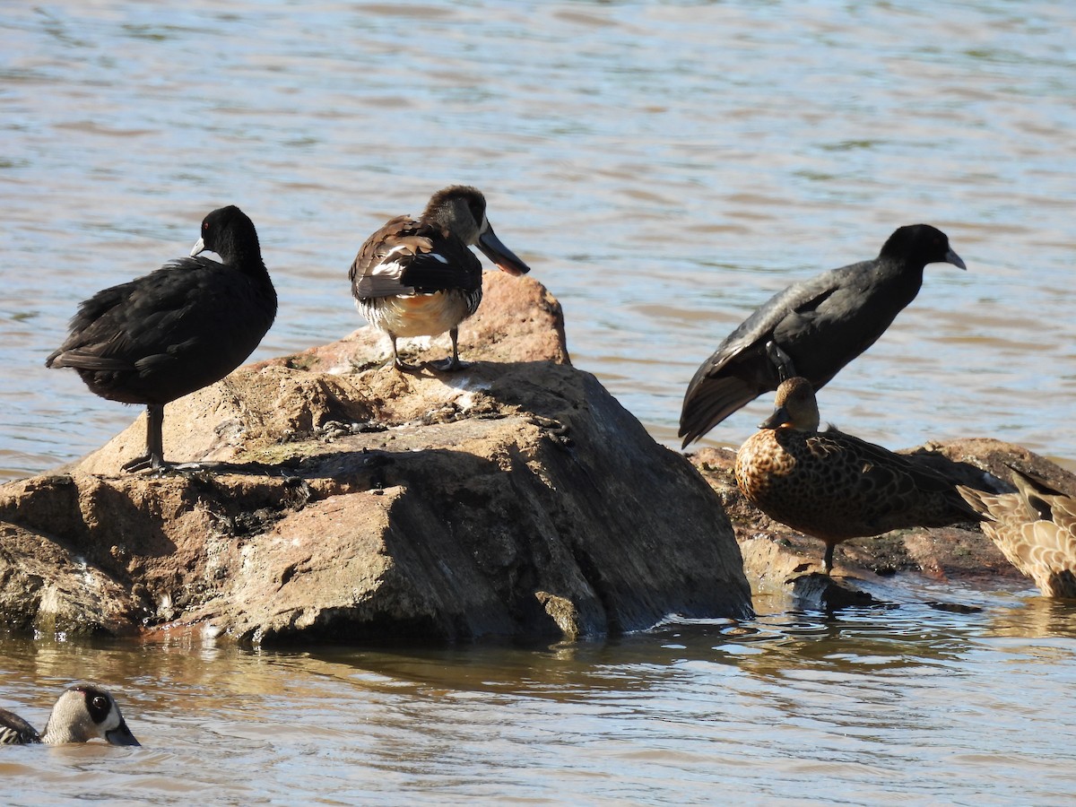 leppeand - ML644512586