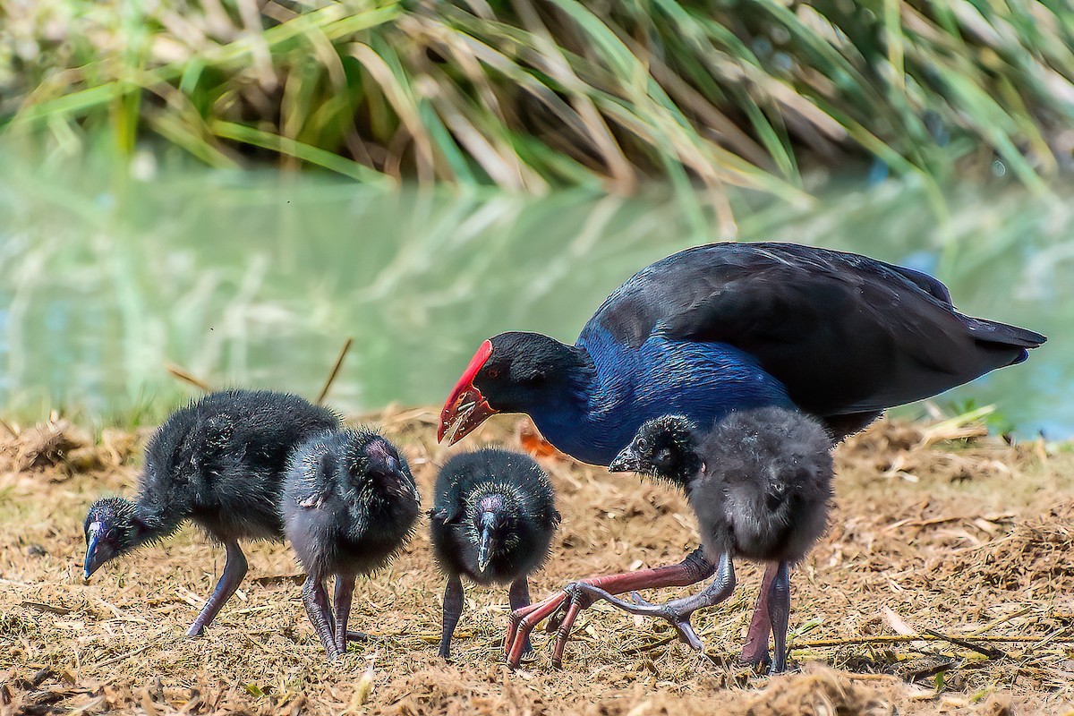 brunryggsultanhøne - ML644512588