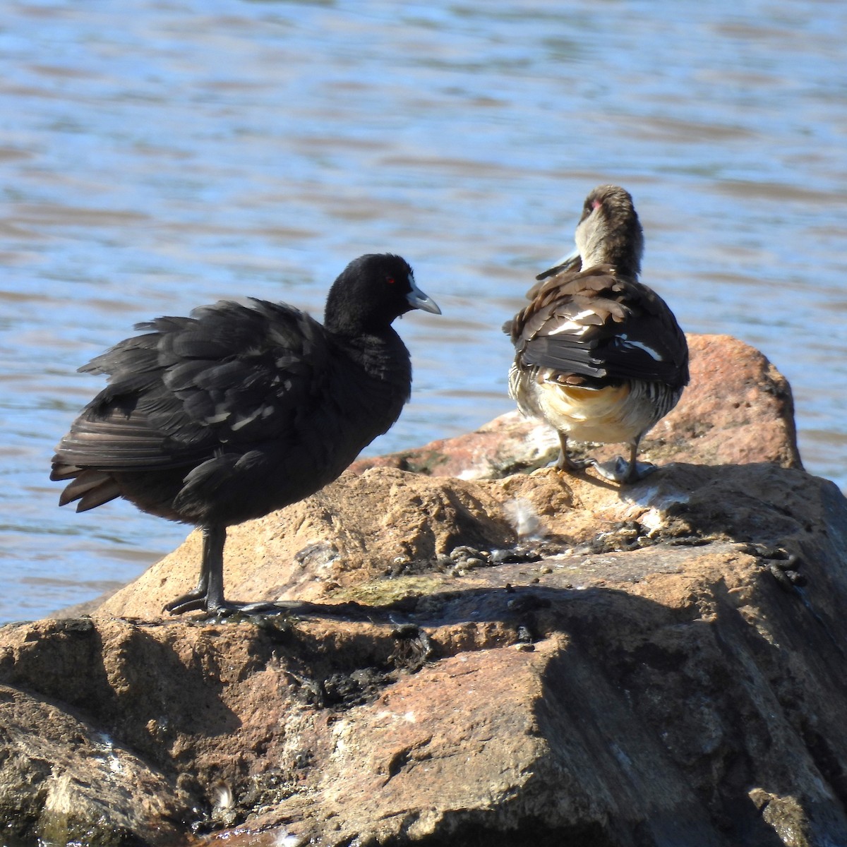 sothøne - ML644512589