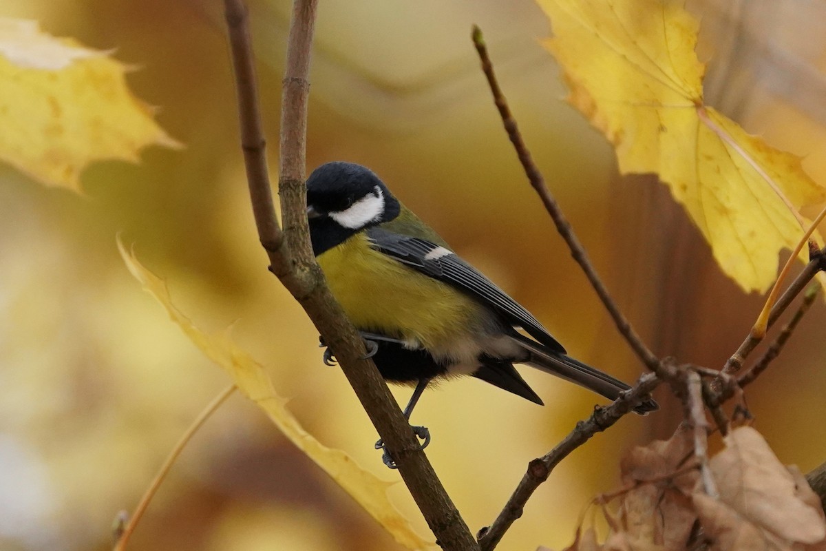 kjøttmeis - ML644512590